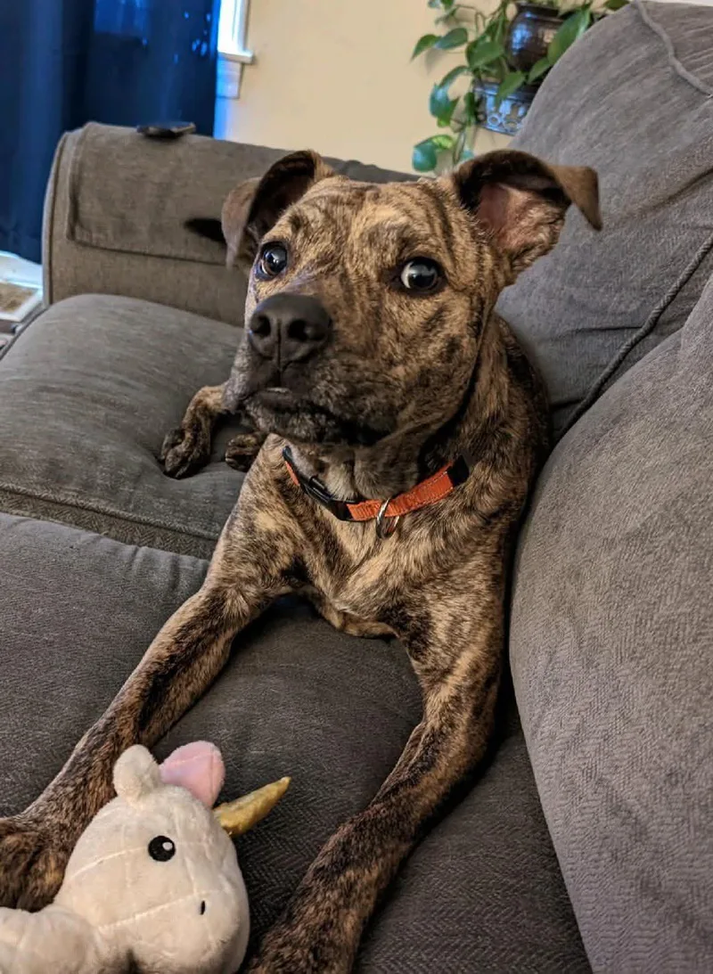 Remington (Remy)