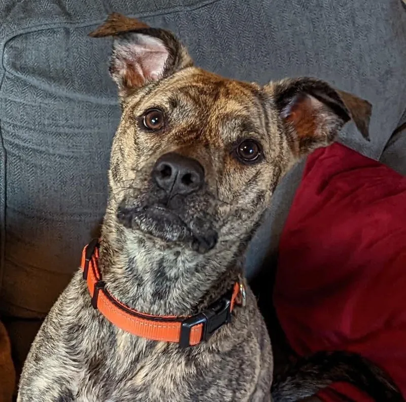 Remington (Remy) thumbnail 3