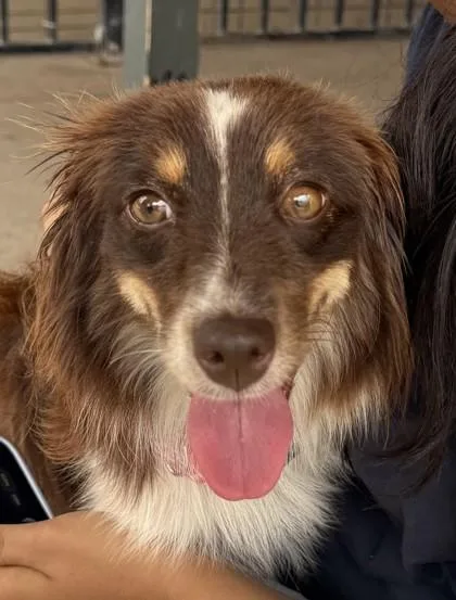An adult small-sized female Brown / Chocolate Australian Shepherd dog named Argentina for adoption in Plano, TX
