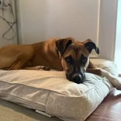 A young medium-sized male Black Mouth Cur dog named Dallas for adoption in Bowie, MD