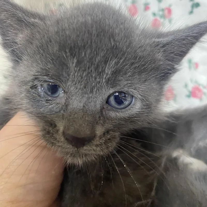 A baby medium-sized male Gray / Blue / Silver Domestic Short Hair cat named Eddie Green Band for adoption in Blairsville, GA