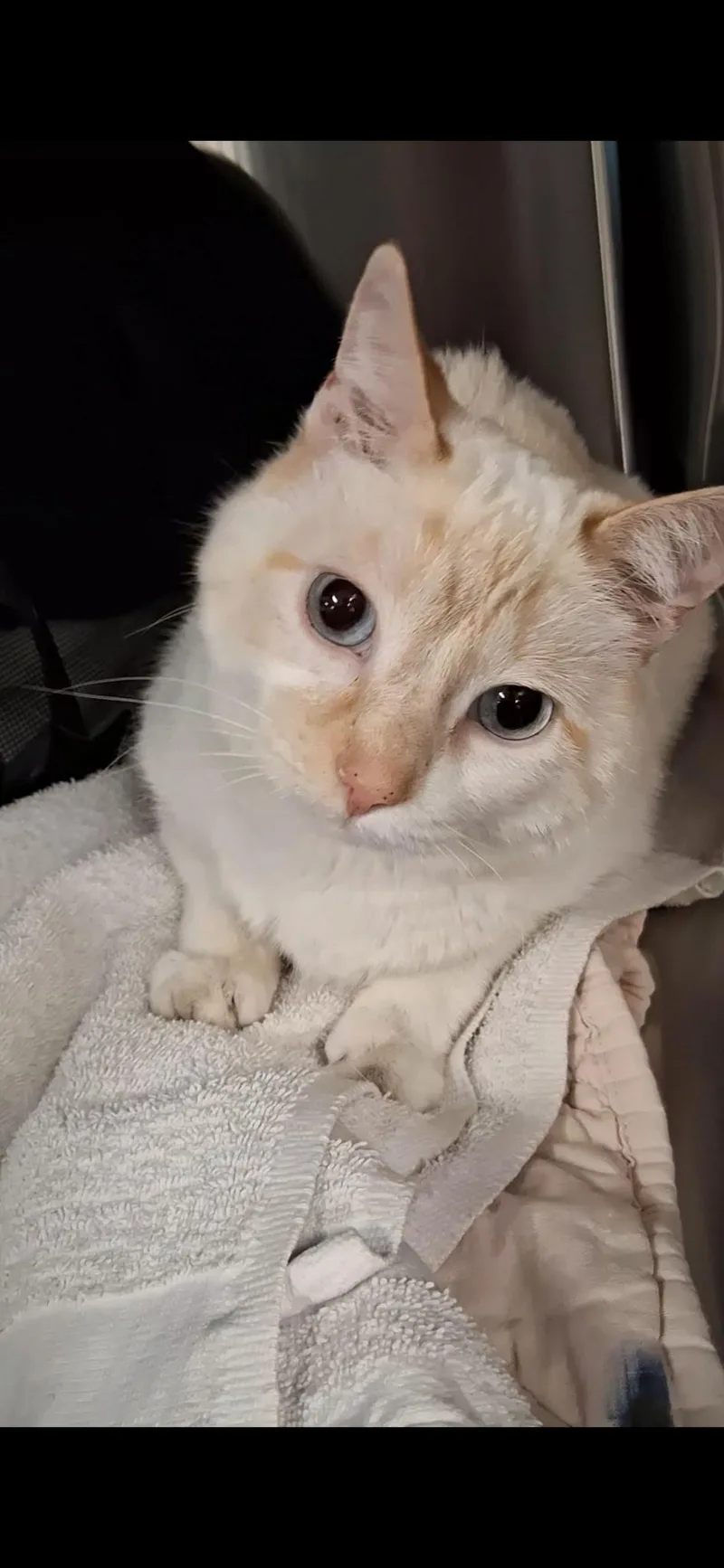 An adult medium-sized female Flame Point Siamese cat named Honey for adoption in Medinah, IL