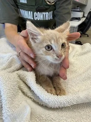 A baby small-sized male Domestic Short Hair cat named Worm for adoption in Lafayette, IN