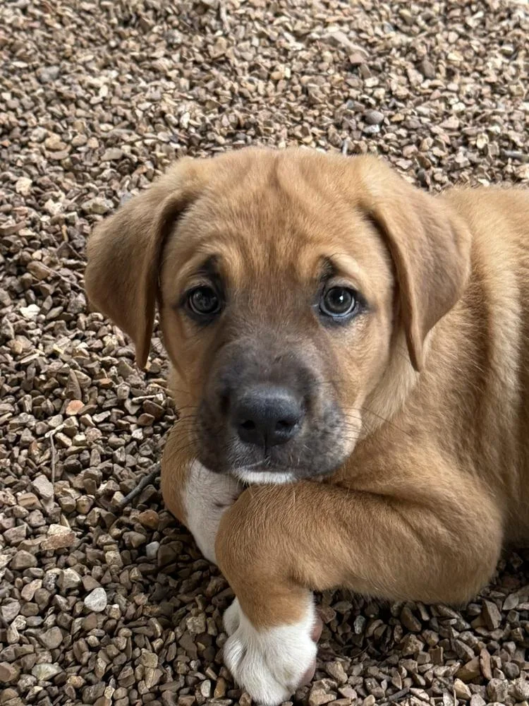 A baby large-sized female Mastiff dog named Brook for adoption in Bolivar, MO