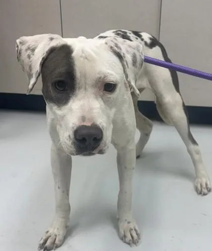 An adult medium-sized female Mixed Breed dog named Whisper for adoption in Savannah, GA