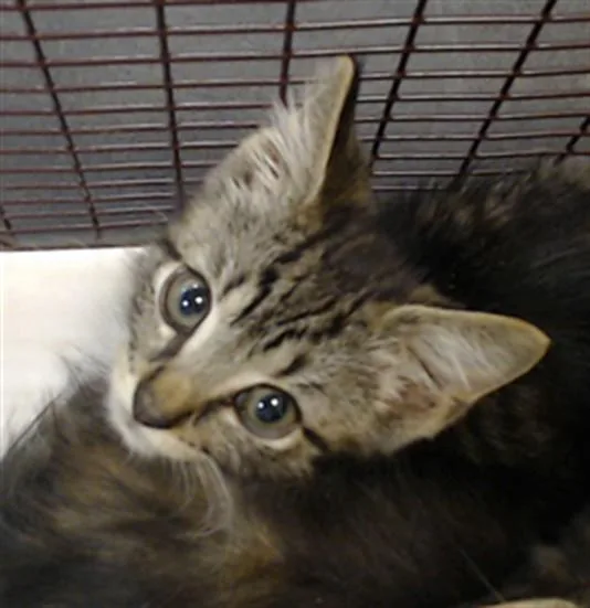 A baby small-sized male Domestic Short Hair cat named Marcel for adoption in Miami, FL