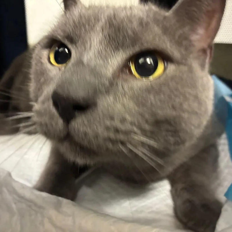 A senior large-sized male Gray / Blue / Silver Domestic Short Hair cat named Smokey for adoption in Harrisonburg, VA