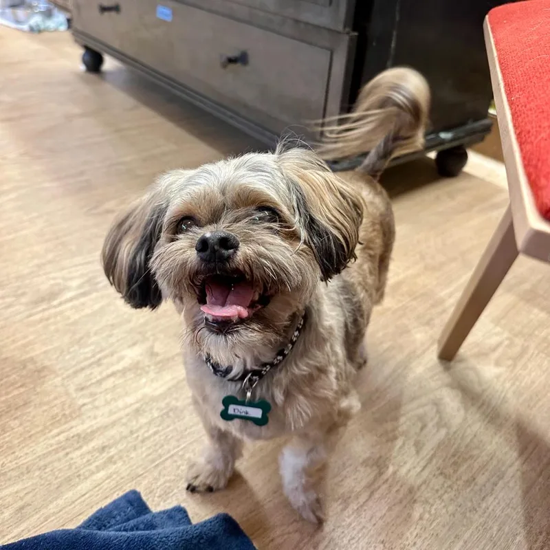 A senior small-sized male Yellow / Tan / Blond / Fawn Shih Tzu dog named Dink for adoption in San Francisco, CA