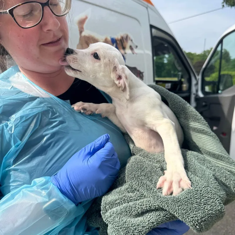 A baby small-sized female White / Cream Mixed Breed dog named Paige for adoption in Hendersonville, NC