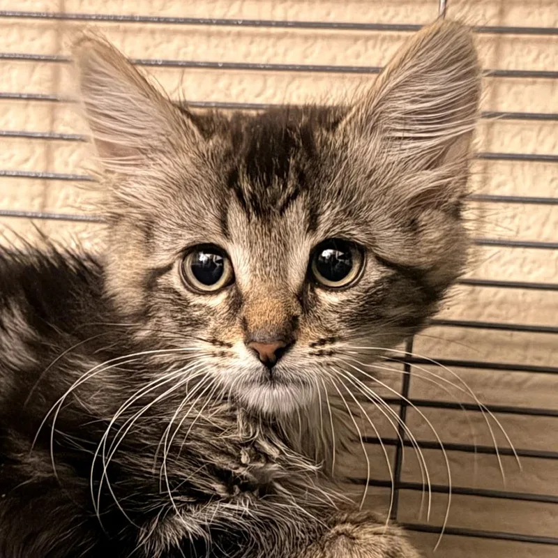 A baby small-sized male Brown / Chocolate Domestic Medium Hair cat named Charly Brown for adoption in Pleasanton, CA