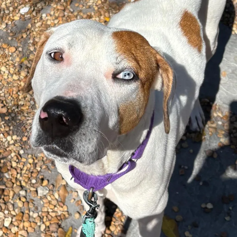 An adult large-sized female White / Cream Mixed Breed dog named Fudge for adoption in Sarasota, FL
