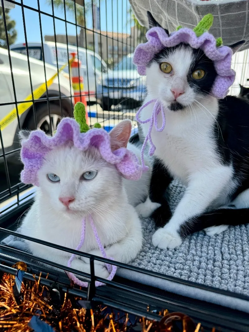 Bobbi Sue Bonded To thumbnail 5