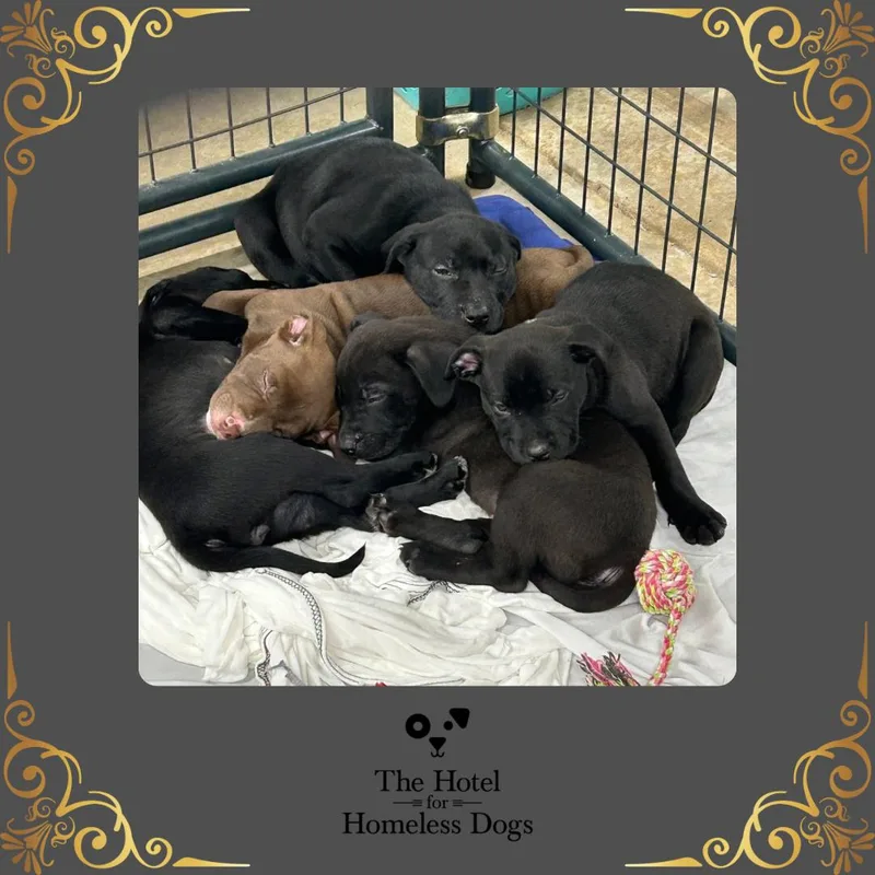 A baby medium-sized male Black Labrador Retriever dog named Simba for adoption in Cumberland, RI