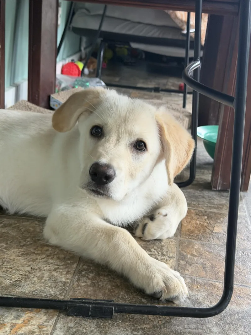 A baby medium-sized female Yellow / Tan / Blond / Fawn Golden Retriever dog named Azula for adoption in Anderson, IN