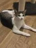 Sylvia thumbnail 5