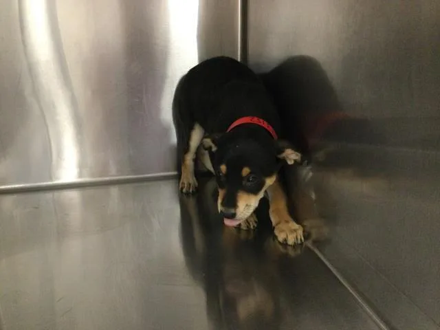 A baby small-sized female Rottweiler dog named Willow for adoption in Thousand Palms, CA
