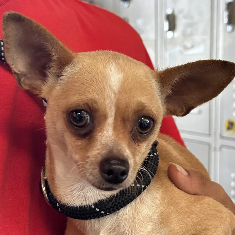 An adult small-sized female White / Cream Mixed Breed dog named Ines Fka Luna for adoption in Leander, TX