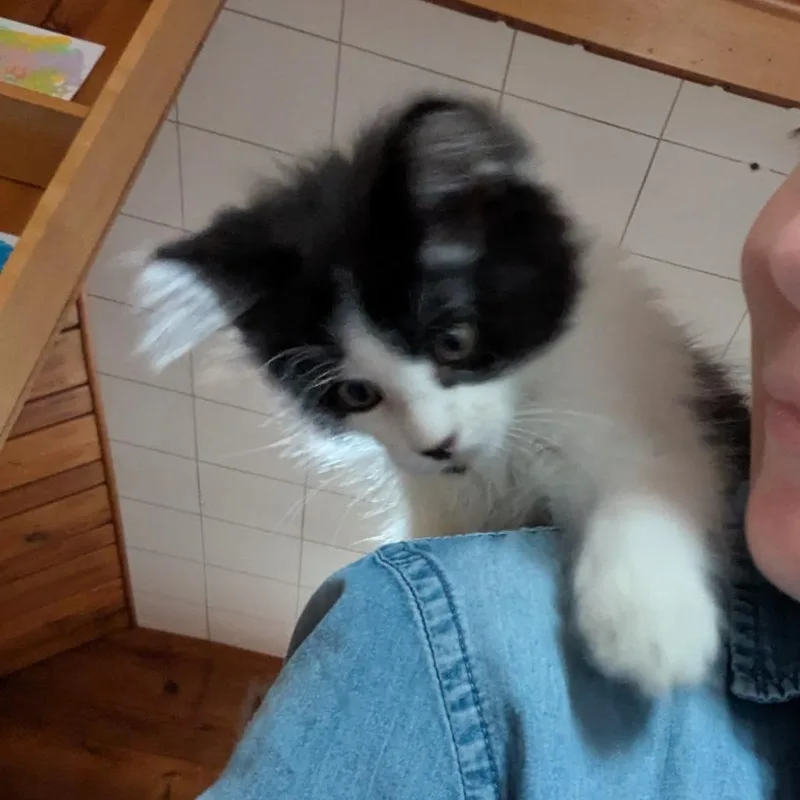 A baby small-sized male Black Domestic Long Hair cat named Alt for adoption in St. Paul, MN