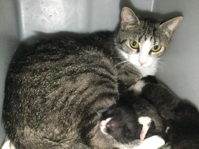 A young small-sized female Domestic Short Hair cat named Mickie for adoption in Thousand Palms, CA