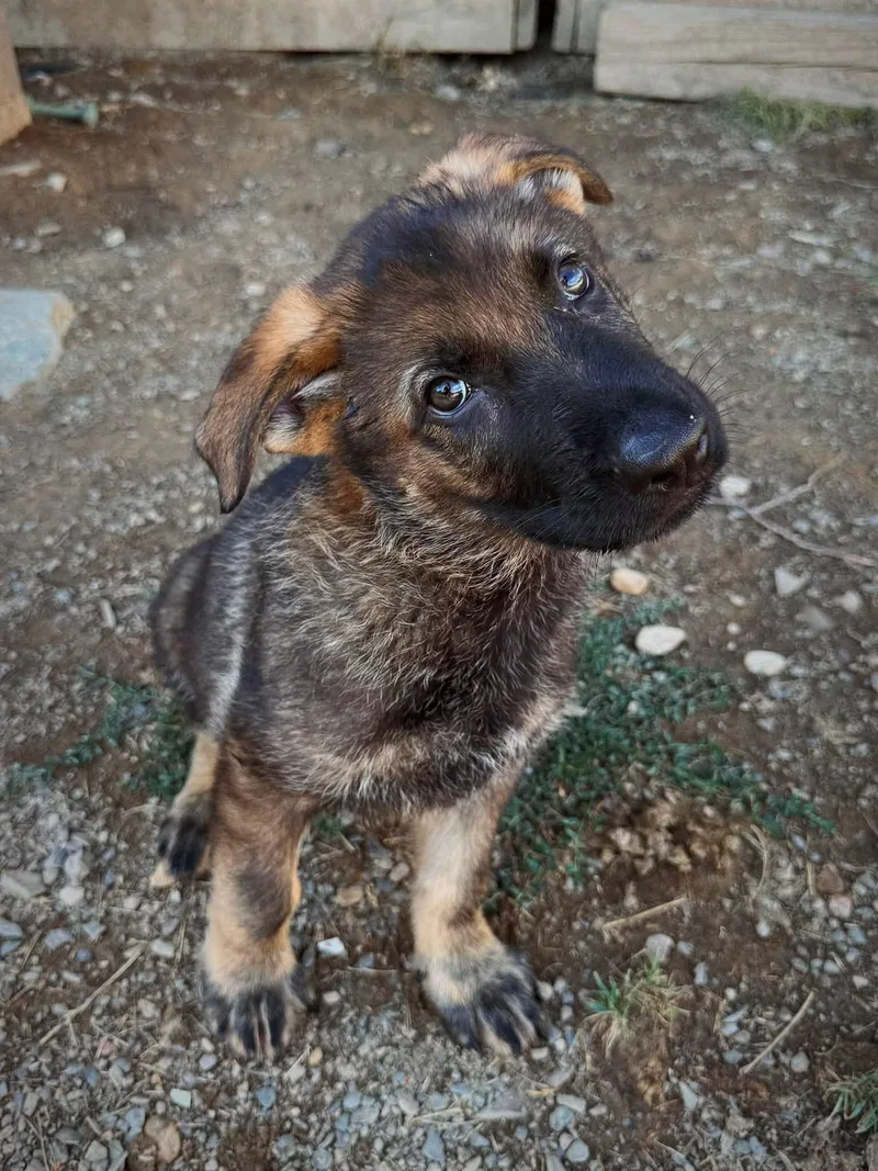 A young medium-sized male German Shepherd Dog dog named Bubba for adoption in Grantville, PA