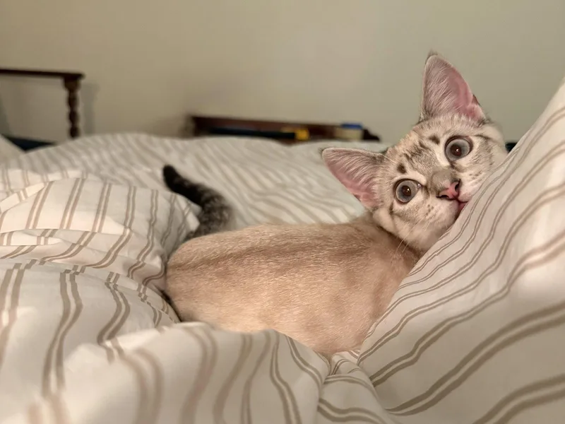 A young medium-sized female Gray & White Snowshoe cat named Theodosia for adoption in Oakland, CA