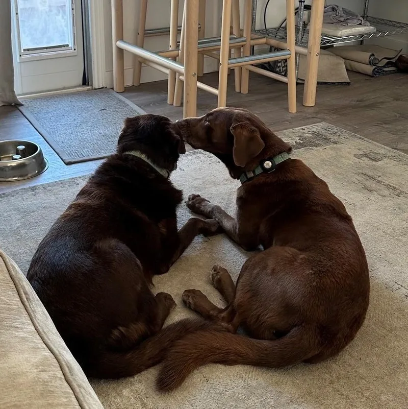 A senior medium-sized female Brown / Chocolate Labrador Retriever dog named Hilo & Kona for adoption in San Francisco, CA