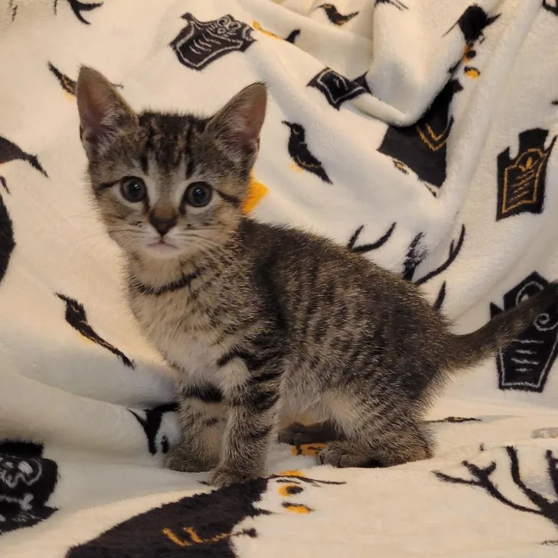 A baby small-sized female Domestic Medium Hair cat named Meadow for adoption in HERNANDO, MS