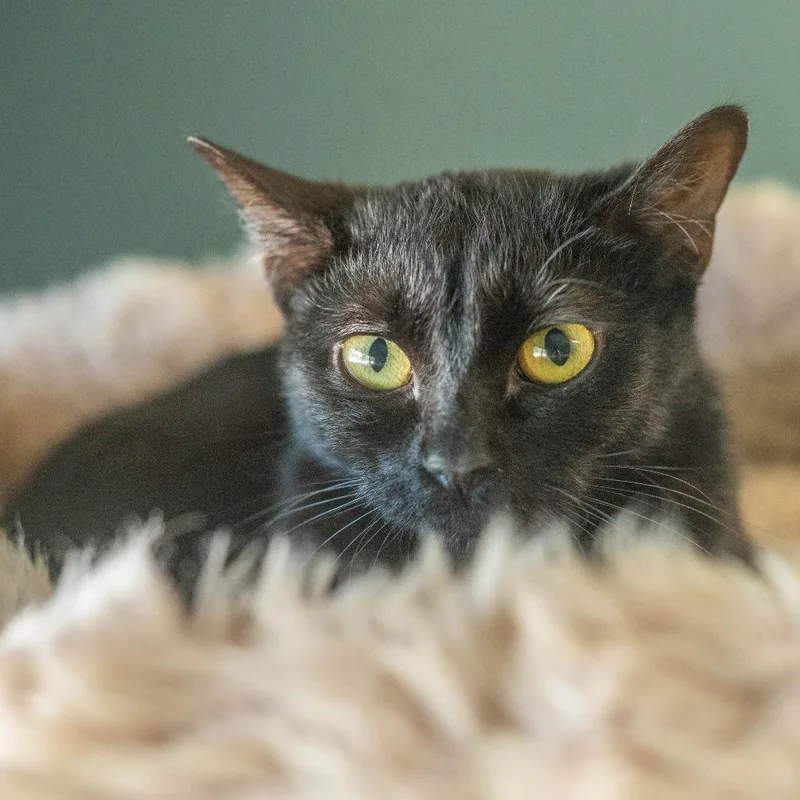 A young small-sized female Black Domestic Short Hair cat named Tinkerbell for adoption in Decatur, GA