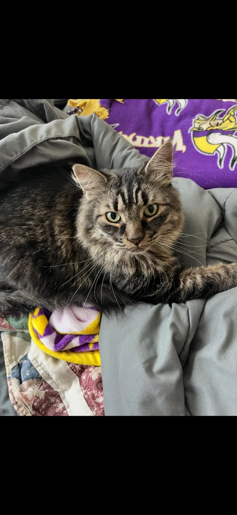 An adult medium-sized male Tabby (Brown / Chocolate) Domestic Medium Hair cat named Marlo for adoption in Benson, MN