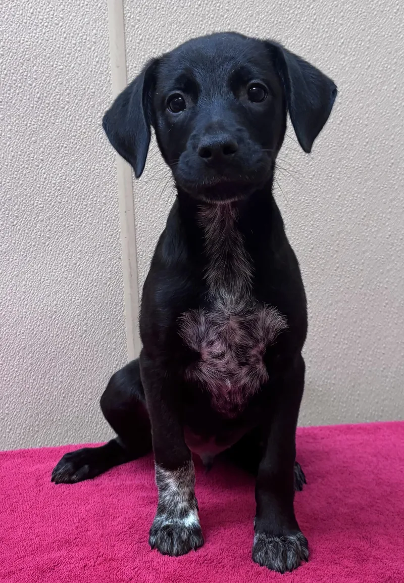 A baby medium-sized female Black Australian Cattle Dog / Blue Heeler dog named Joker for adoption in Watertown, CT