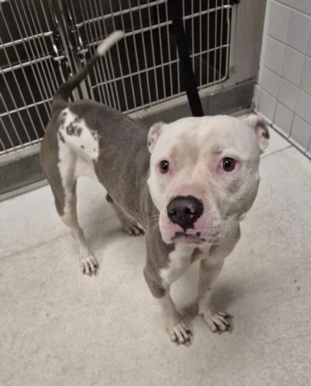 A young large-sized female Pit Bull Terrier dog named Barbie for adoption in Los Angeles, CA