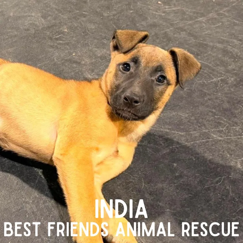 A baby small-sized female Belgian Shepherd / Malinois dog named India for adoption in Wasilla, AK