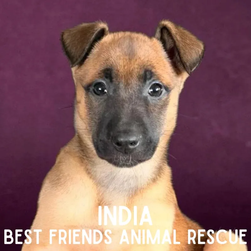 India thumbnail 3