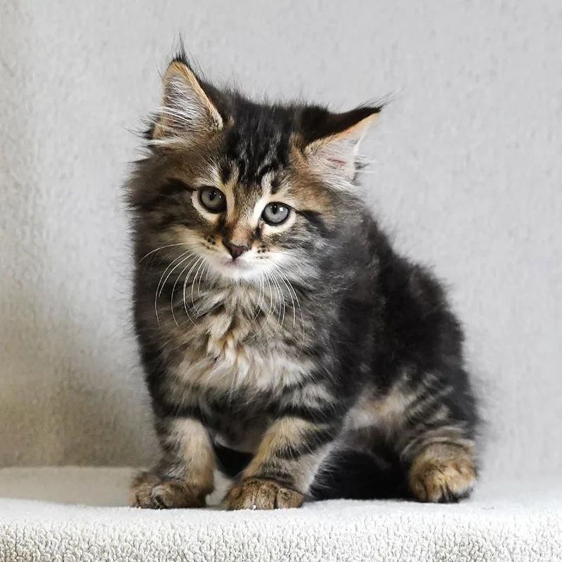 A baby small-sized female Domestic Medium Hair cat named Milk Tea for adoption in Sunnyvale, CA