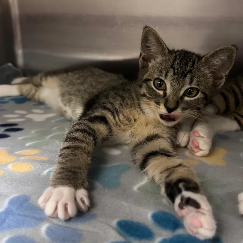 A baby small-sized female Brown / Chocolate Domestic Short Hair cat named AngelKey for adoption in Middleburg, FL