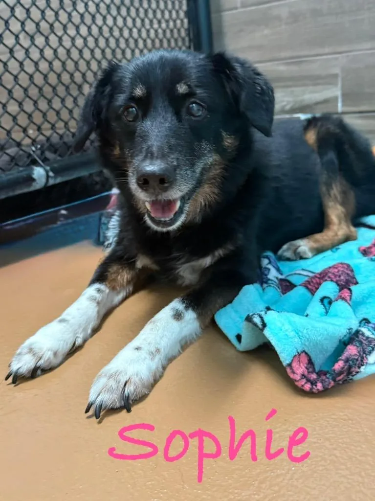 A senior small-sized female Affenpinscher dog named Sophie for adoption in Fort Pierce, FL