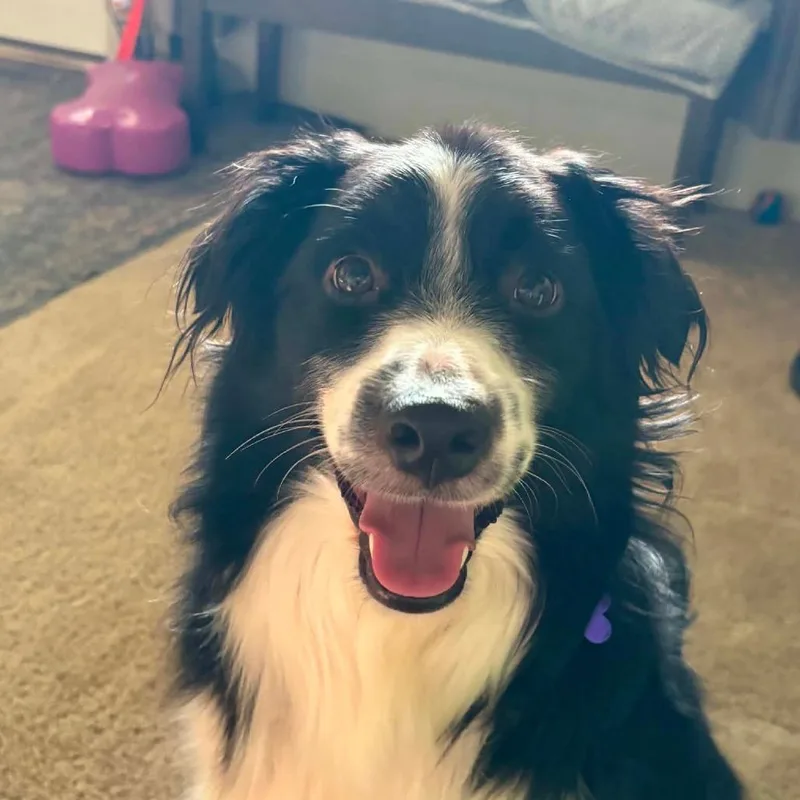 Marshall