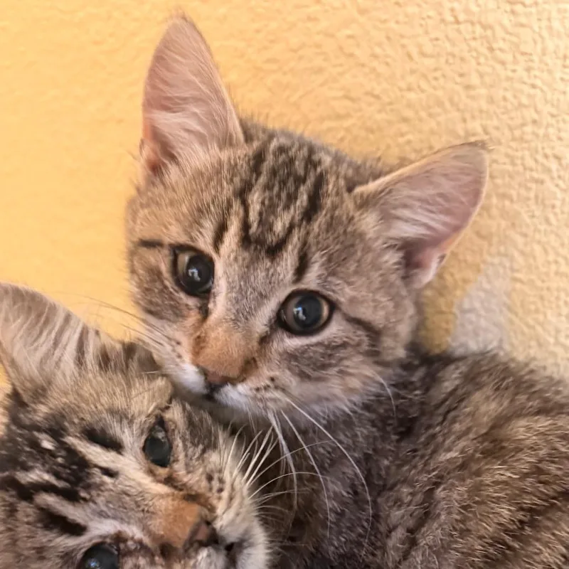 A baby small-sized female Brown / Chocolate Domestic Long Hair cat named Water  Cute and for adoption in Flagstaff, AZ