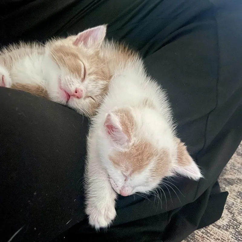 A baby small-sized male Orange / Red Domestic Short Hair cat named Baby Paprika for adoption in Los Angeles, CA