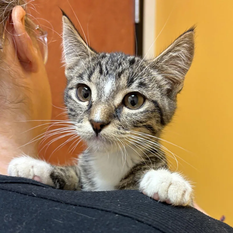 A baby medium-sized male Domestic Short Hair cat named David Bowie for adoption in Sonora, CA
