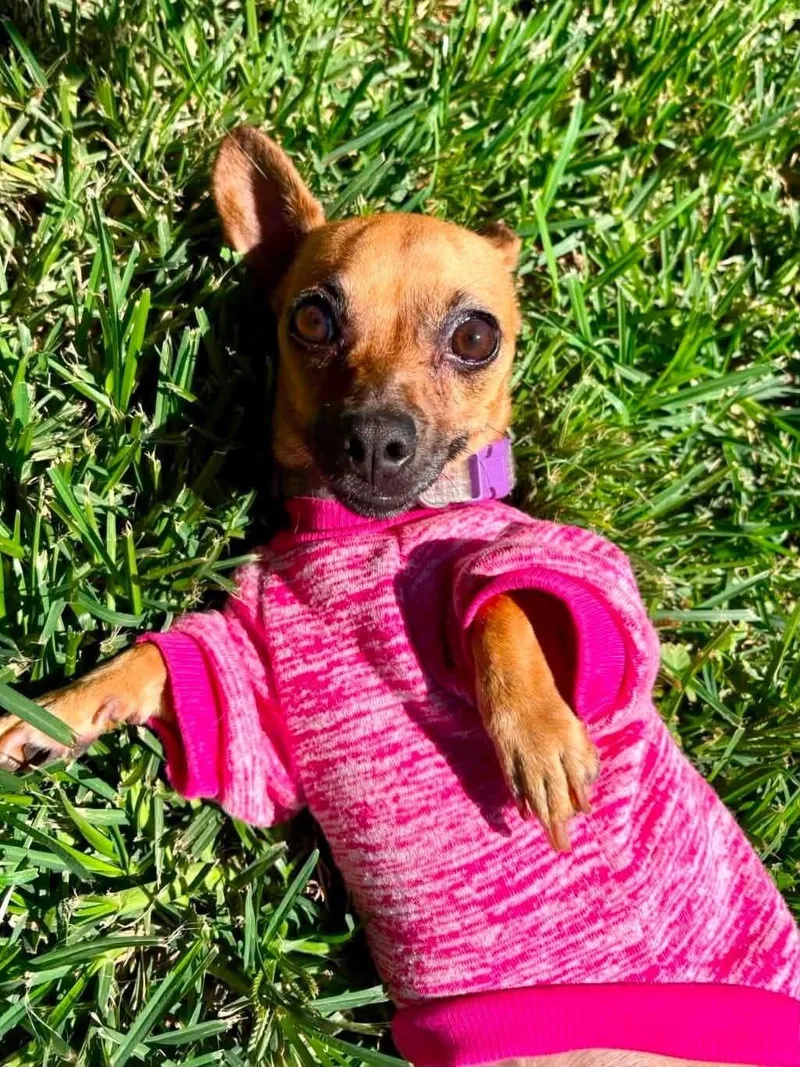 A young small-sized female Yellow / Tan / Blond / Fawn Chihuahua dog named Cookie for adoption in Oakdale, CA