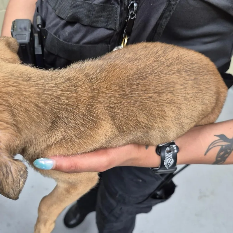 A baby small-sized female Brown / Chocolate Mixed Breed dog named Poppy for adoption in Columbus, GA