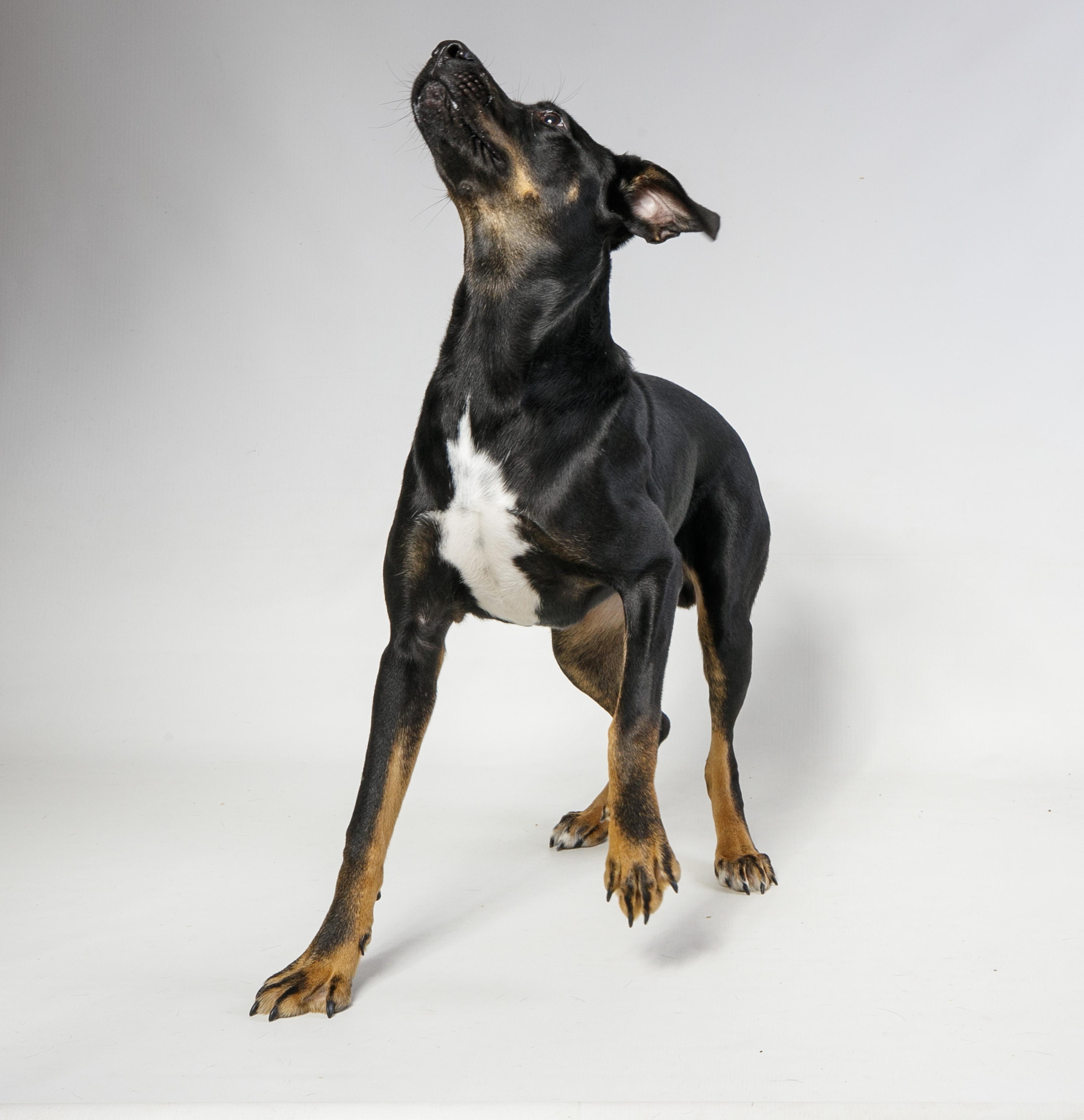 A young medium-sized male Black Mixed Breed dog named Whatammus for adoption in Harvey , LA