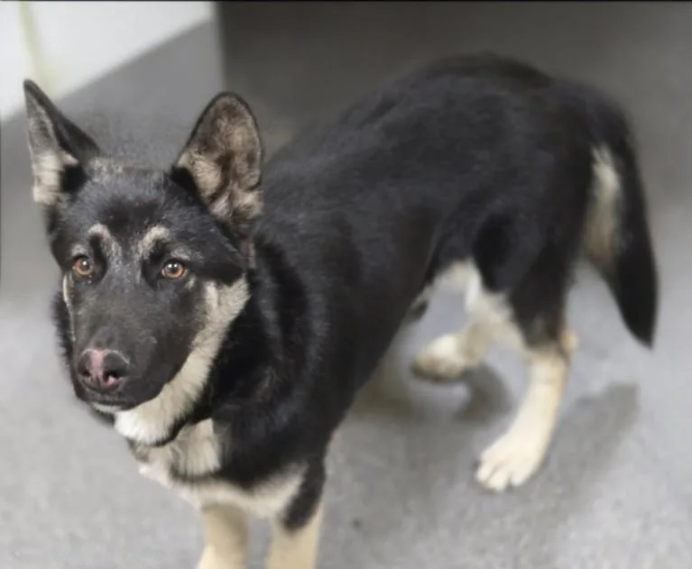 A young medium-sized male German Shepherd Dog dog named Chaplin for adoption in Los Angeles, CA