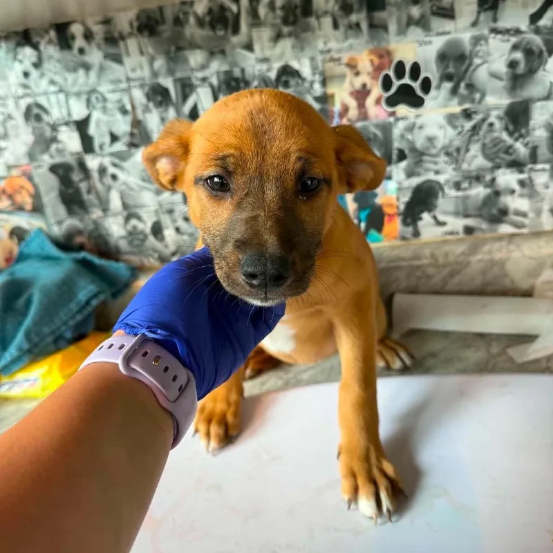 A baby small-sized female Brown / Chocolate Mixed Breed dog named Kenzie for adoption in Huntington, WV