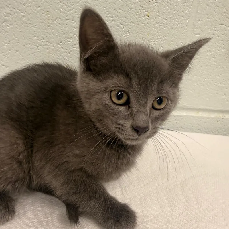 A baby small-sized male Gray / Blue / Silver Domestic Short Hair cat named Ostrich for adoption in Chattanooga, TN