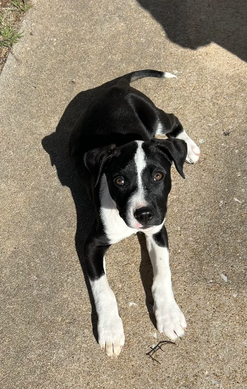 Bella