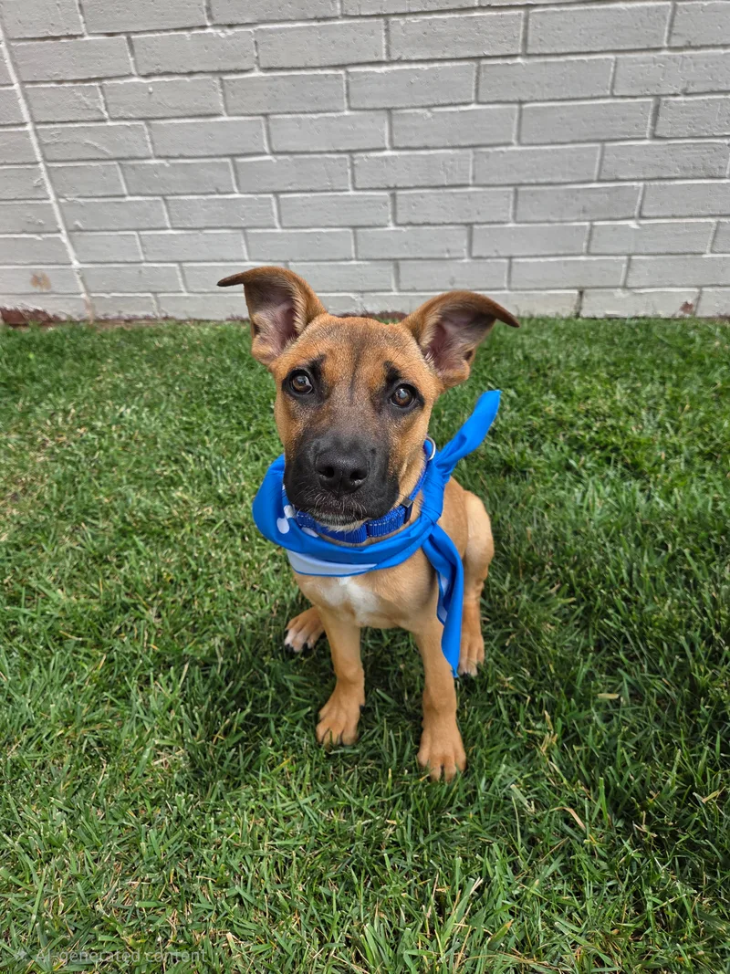 A baby small-sized female Red and black Shepherd dog named Gwen for adoption in Meeker, OK