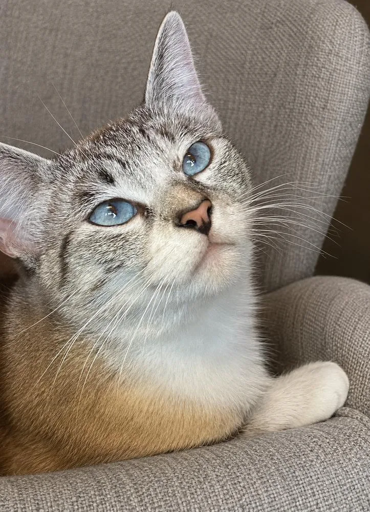 An adult medium-sized female Siamese cat named Nala for adoption in Dallas, TX