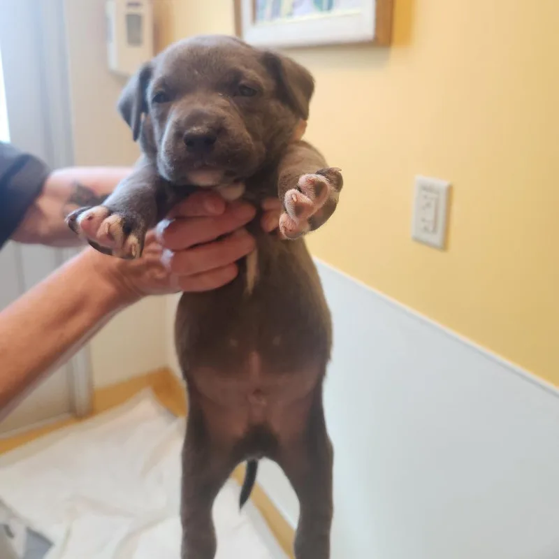 A baby medium-sized male Gray / Blue / Silver Pit Bull Terrier dog named Mr. Blue for adoption in Norman, OK
